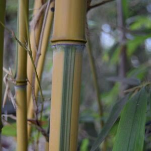 Phyllostachys aureosulcata f. spectabilis 20-30 cm